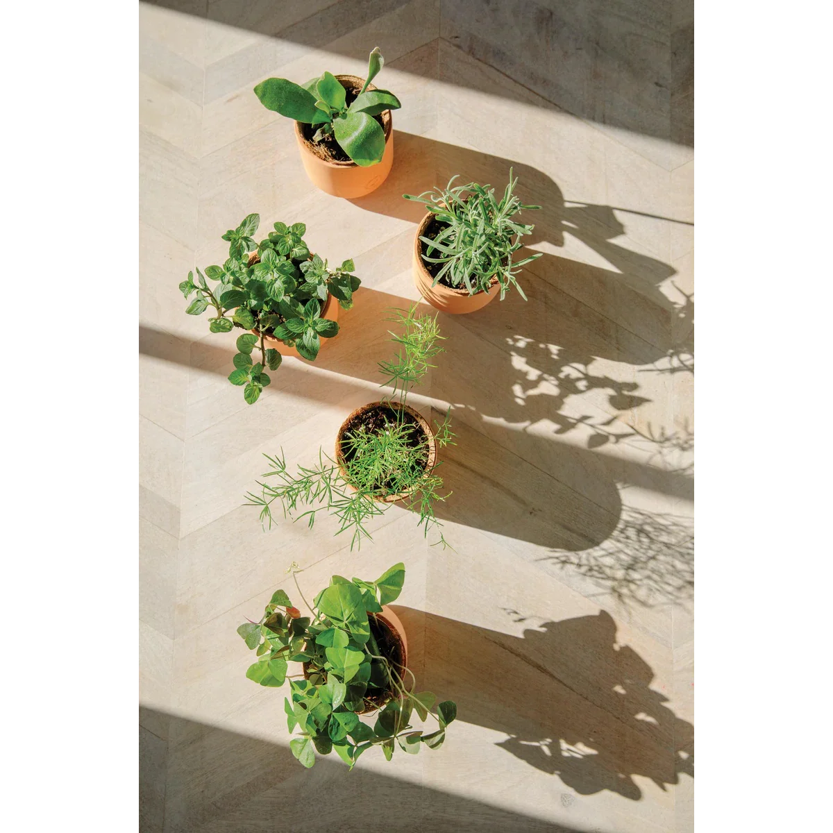 Tiny Terracotta Kit- Nordic Spruce