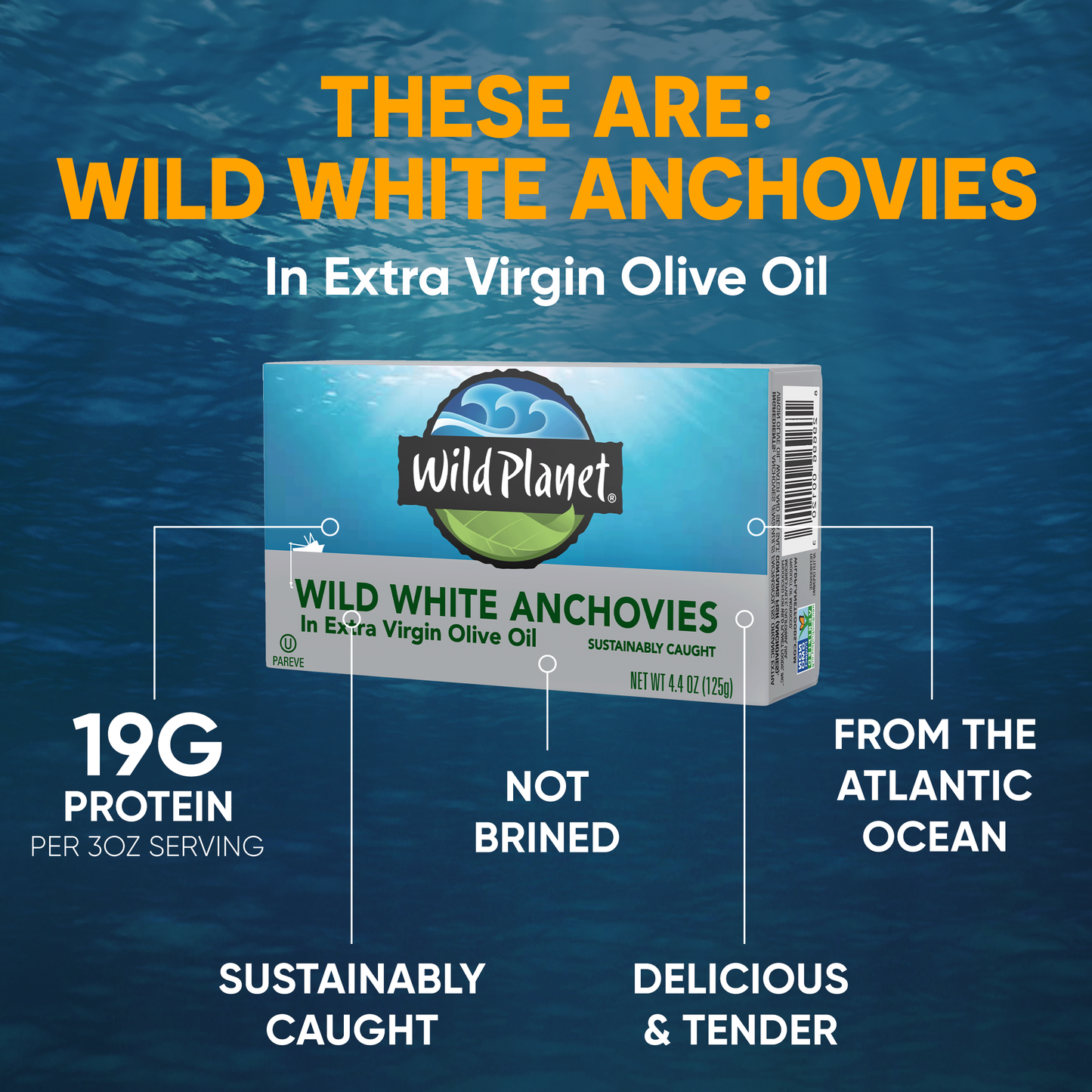 Wild White Anchovies In Extra Virgin Olive Oil