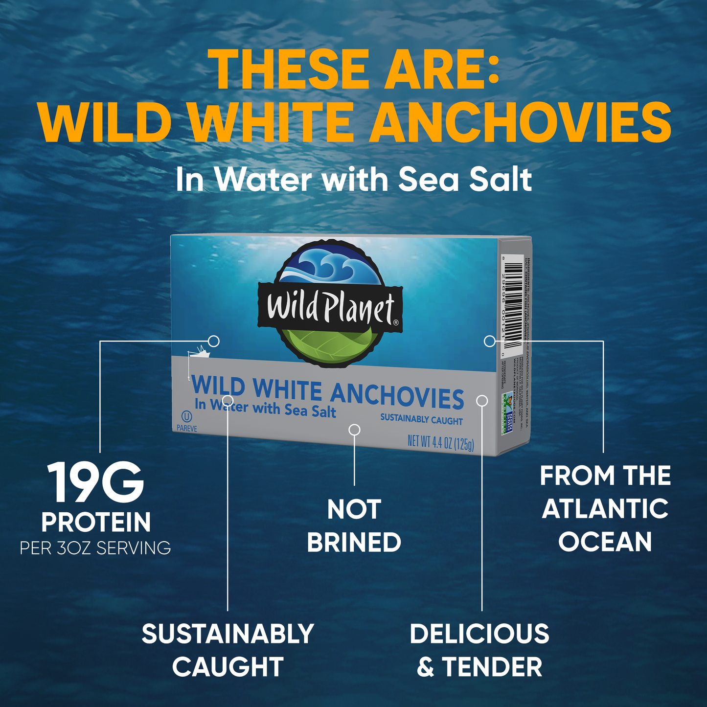 Wild White Anchovies In Water