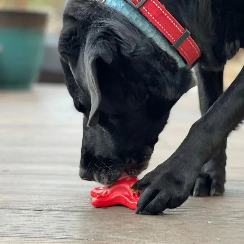 Starfish ¨C Durable Dog Chew Toy - Red